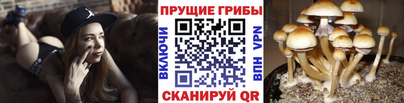 mega ССЫЛКА  Губаха  Псилоцибиновые грибы мухоморы  продажа наркотиков 